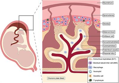 Innate Immune Responses to Acute Viral Infection During Pregnancy